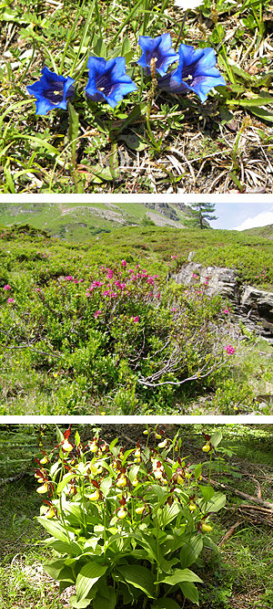 Alpenflora Wanderwochen in Schladming-Dachstein - geführte Wandertouren
